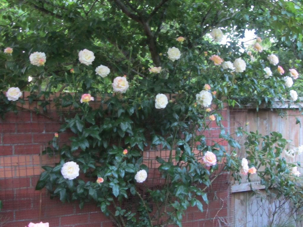 Airport Stableford B&B Christchurch Bagian luar foto
